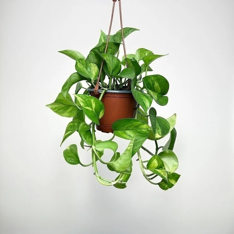 Epipremnum pinnatum Global Green P17 wisząca #3