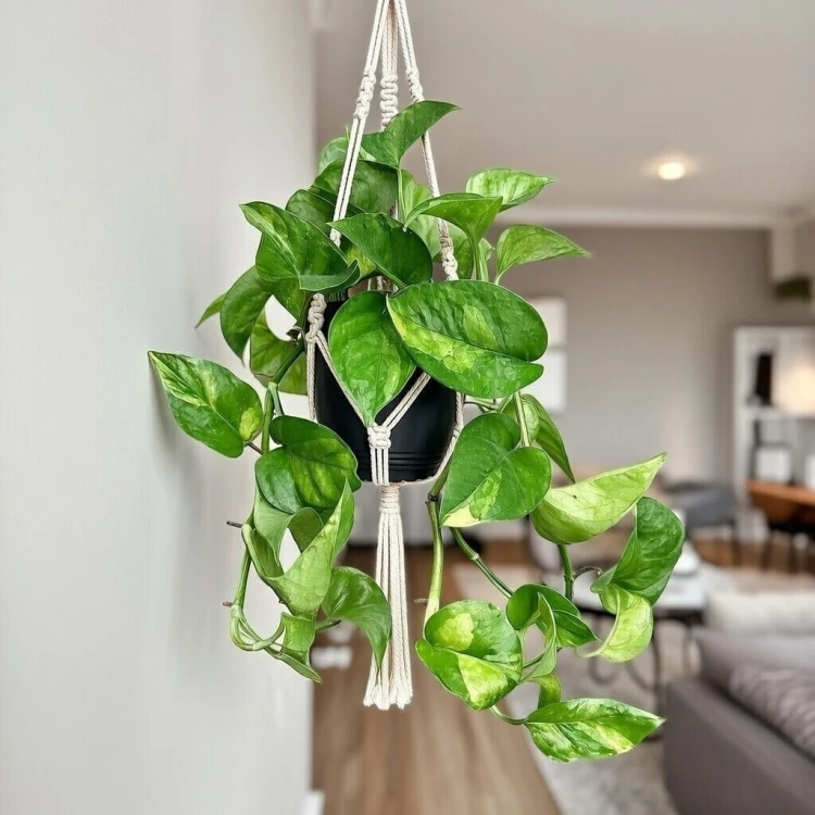 Epipremnum pinnatum Global Green P17 wisząca #4