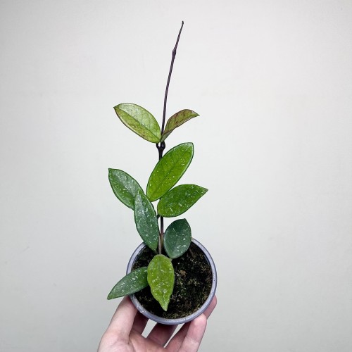 Hoya Carnosa Wilbur Graves Hoja P9 #1