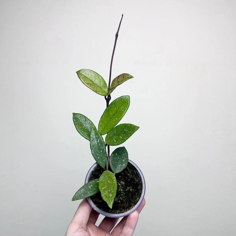 Hoya Carnosa Wilbur Graves Hoja P9 #1