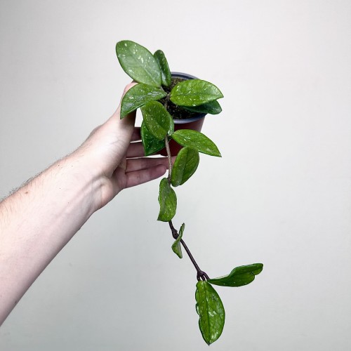 Hoya Carnosa Wilbur Graves Hoja P9 #2