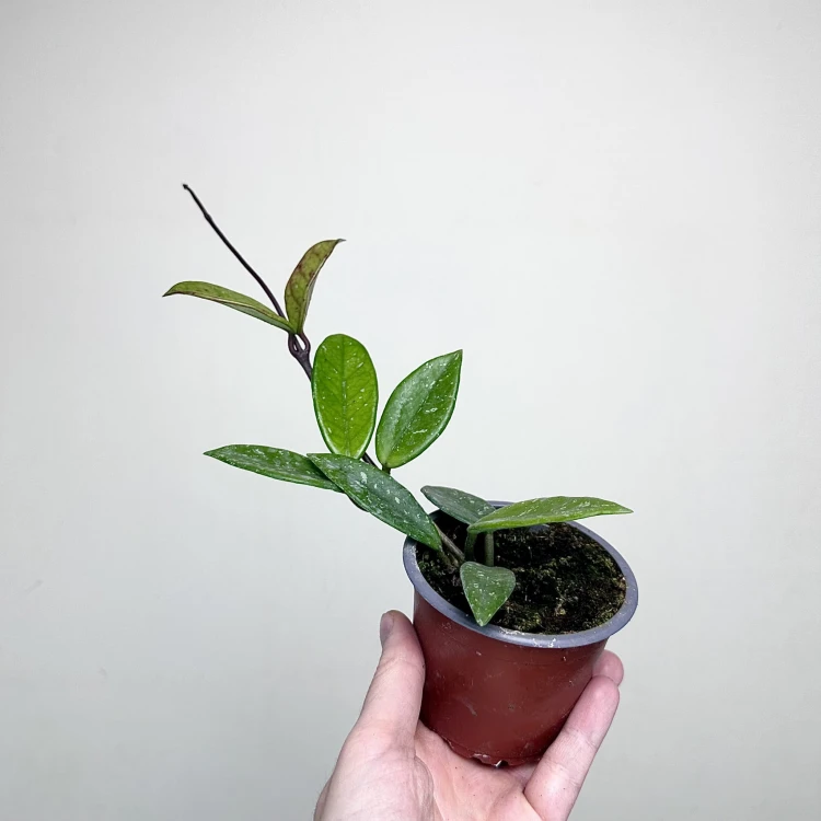 Hoya Carnosa Wilbur Graves Hoja P9 #3