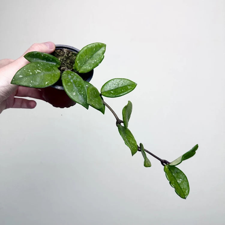Hoya Carnosa Wilbur Graves Hoja P9 #4
