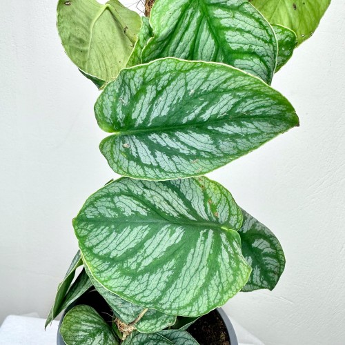 Monstera Dubia na paliku #2