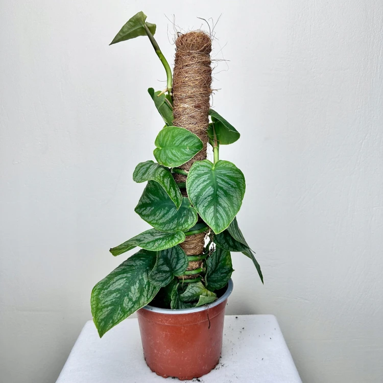 Monstera Dubia na paliku #3