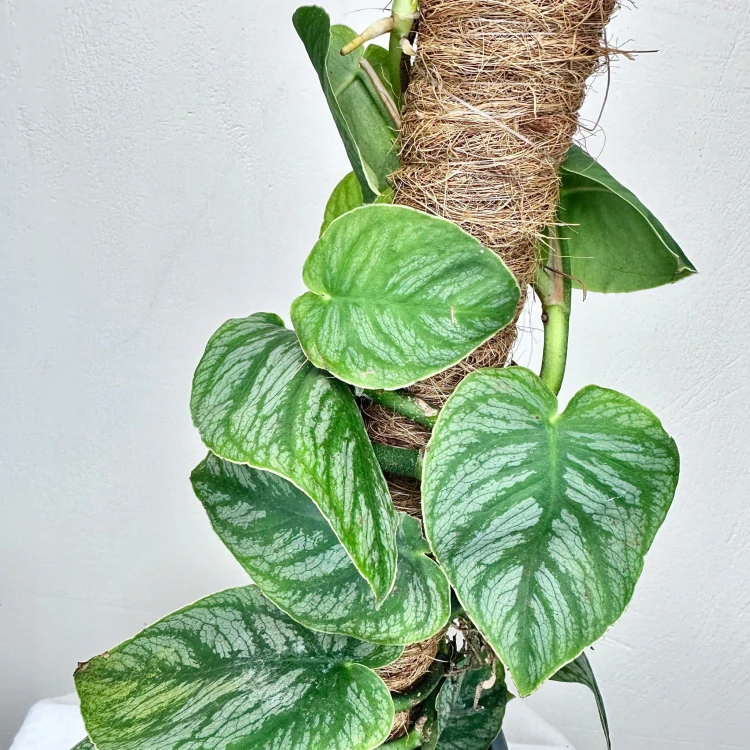 Monstera Dubia na paliku #4
