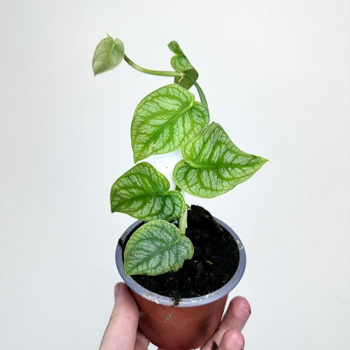 Monstera Dubia P9 #1