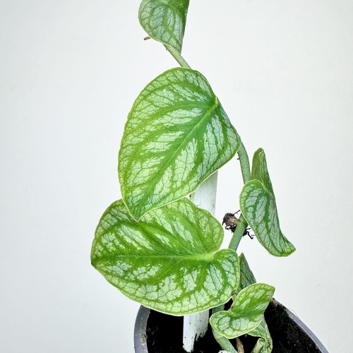 Monstera Dubia P9 #2