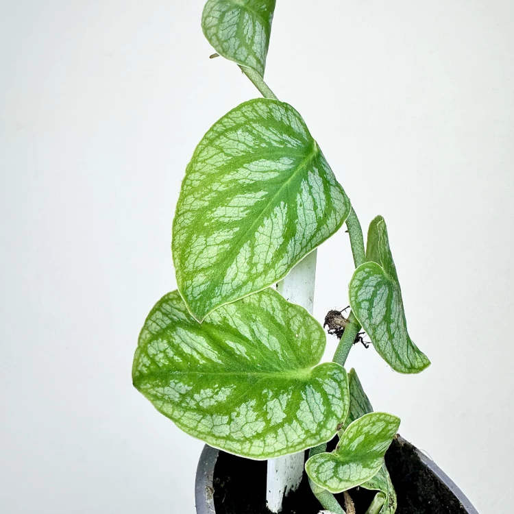 Monstera Dubia P9 #2