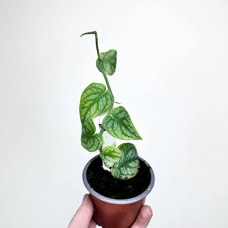 Monstera Dubia P9 #3