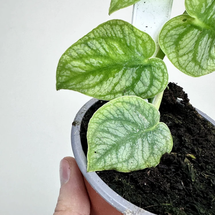Monstera Dubia P9 #4