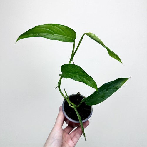 Monstera Obliqua Colombian Form P9 #1