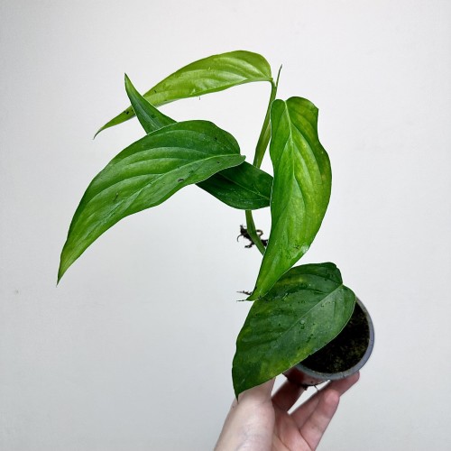Monstera Obliqua Colombian Form P9 #2