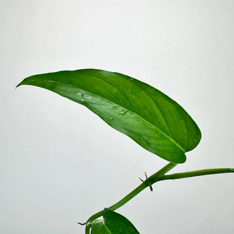 Monstera Obliqua Colombian Form P9 #3