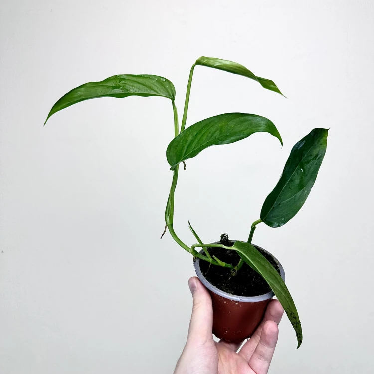 Monstera Obliqua Colombian Form P9 #4