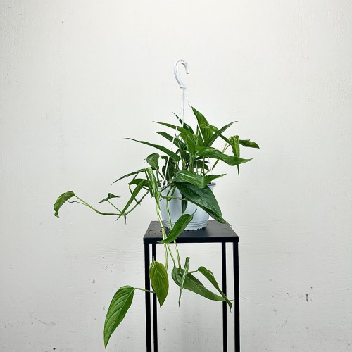 Monstera Obliqua Colombian Form P19 wisząca #1