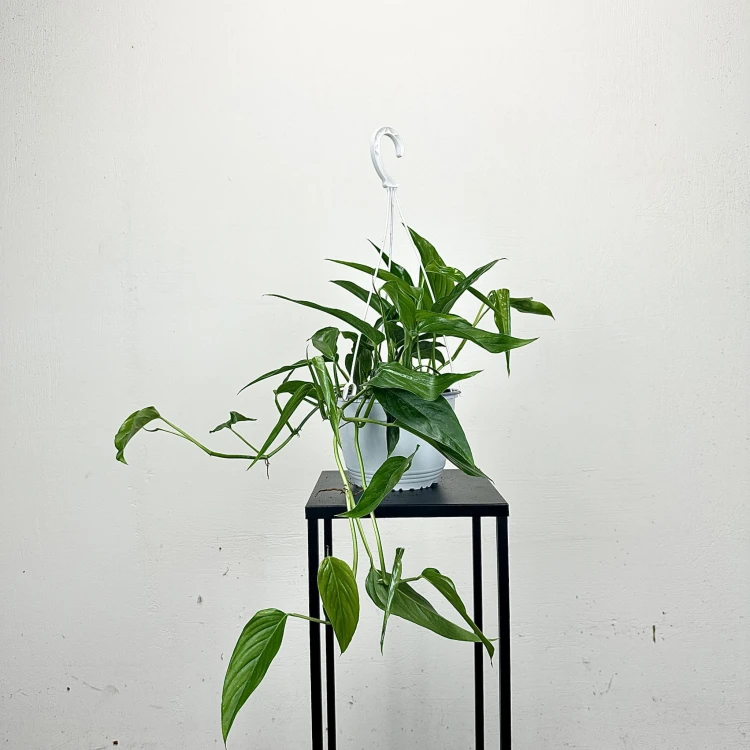 Monstera Obliqua Colombian Form P19 wisząca #1