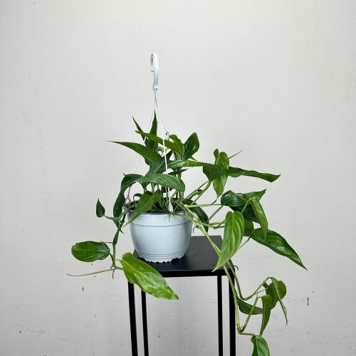 Monstera Obliqua Colombian Form P19 wisząca #2
