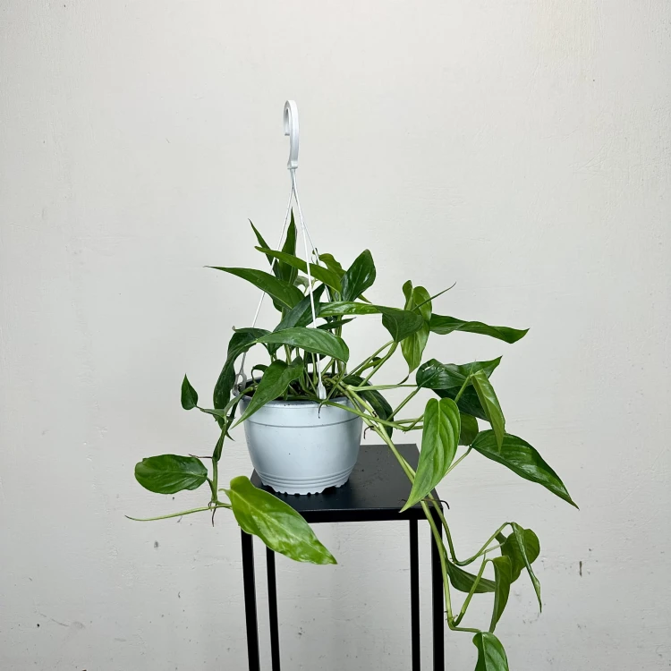 Monstera Obliqua Colombian Form P19 wisząca #2