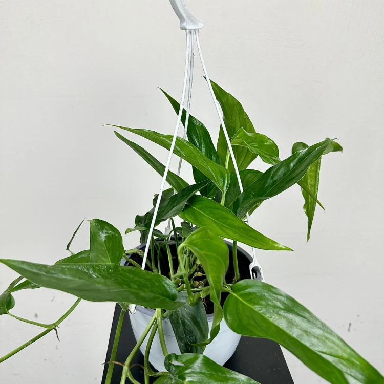 Monstera Obliqua Colombian Form P19 wisząca #4