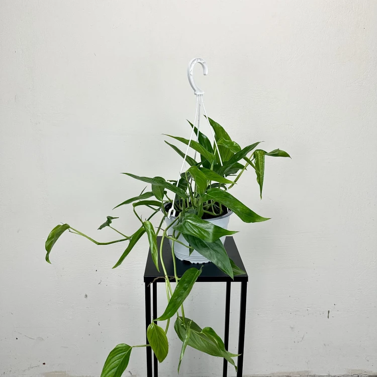 Monstera Obliqua Colombian Form P19 wisząca #5