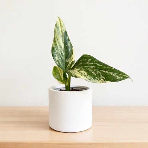 Monstera Standleyana Yellow Variegata P9 #1