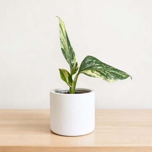 Monstera Standleyana Yellow Variegata P9 #2