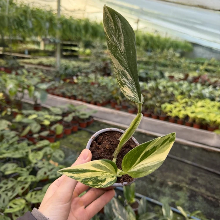 Monstera Standleyana Yellow Variegata P9 #5