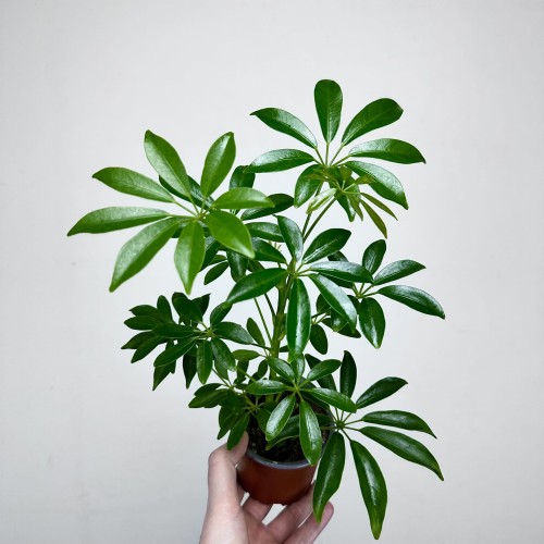 Schefflera Arboricola Luseana Szeflera Drzewiasta P9 #1