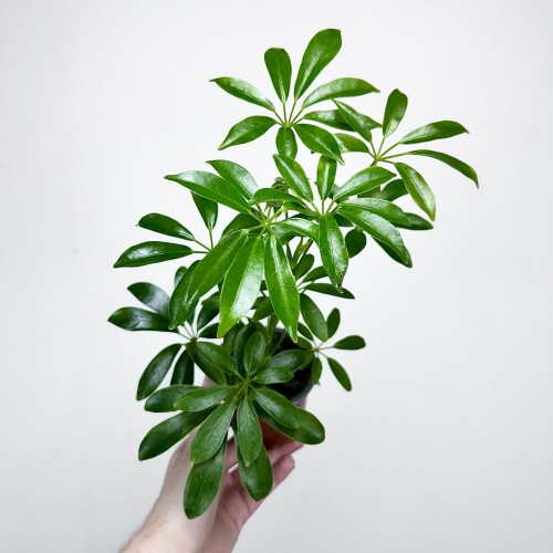 Schefflera Arboricola Luseana Szeflera Drzewiasta P9 #2