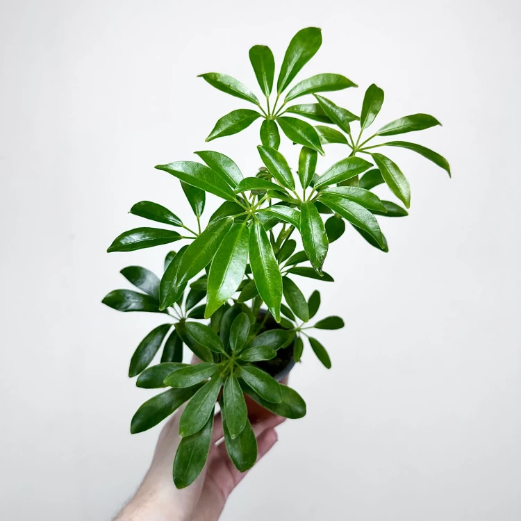 Schefflera Arboricola Luseana Szeflera Drzewiasta P9 #2