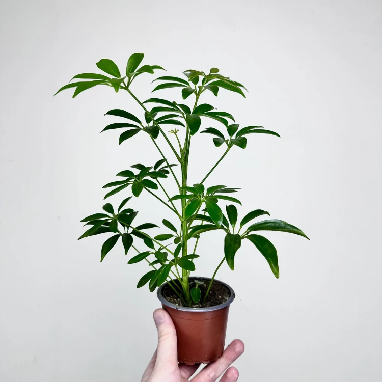 Schefflera Arboricola Luseana Szeflera Drzewiasta P9 #3