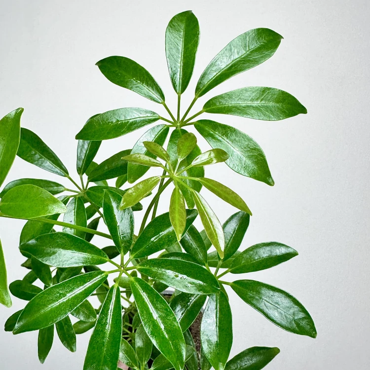 Schefflera Arboricola Luseana Szeflera Drzewiasta P9 #4