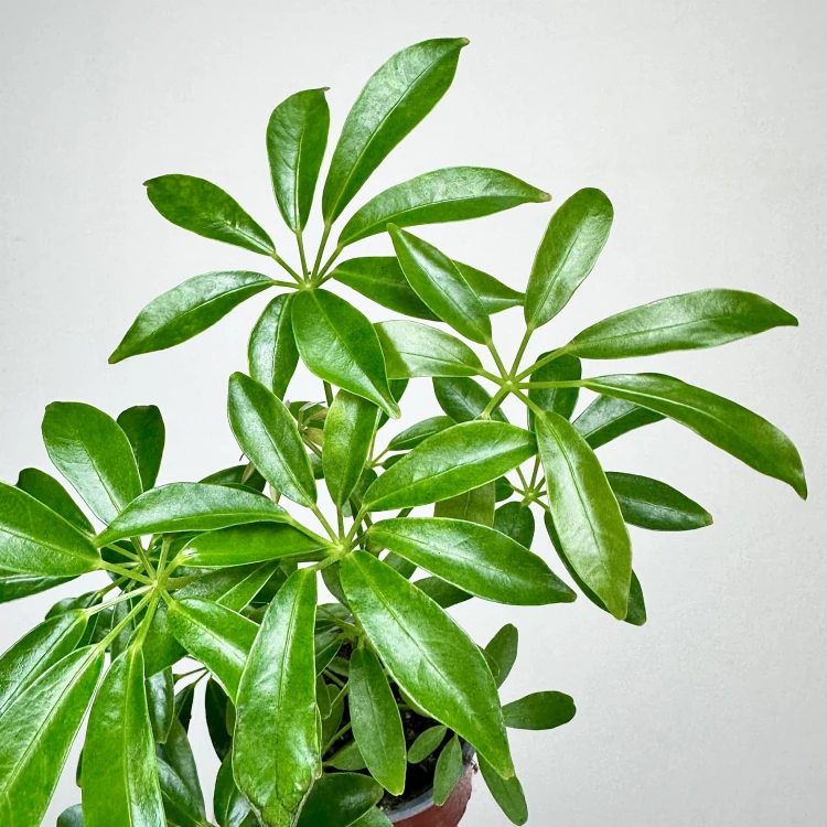 Schefflera Arboricola Luseana Szeflera Drzewiasta P9 #5