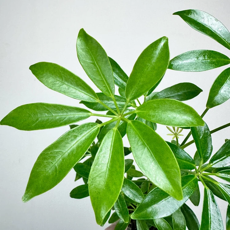 Schefflera Arboricola Luseana Szeflera Drzewiasta P9 #6