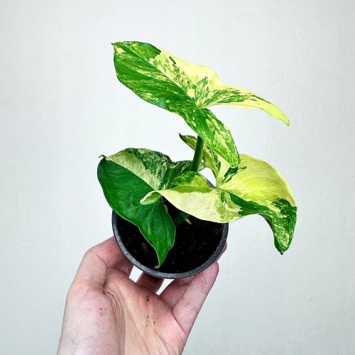 Syngonium Aurea Yellow Variegata P9 #1