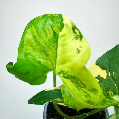 Syngonium Aurea Yellow Variegata P9 #2