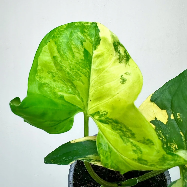 Syngonium Aurea Yellow Variegata P9 #2