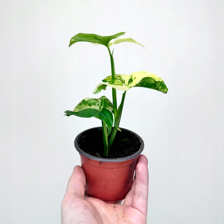 Syngonium Aurea Yellow Variegata P9 #3