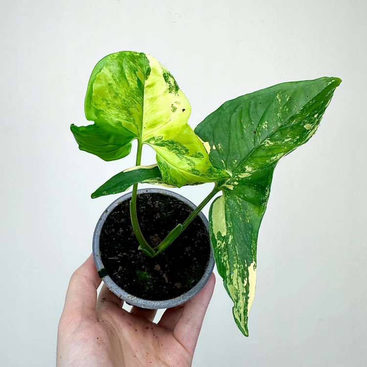 Syngonium Aurea Yellow Variegata P9 #4