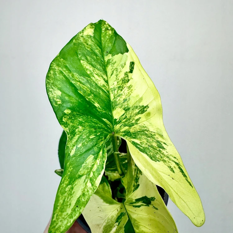 Syngonium Aurea Yellow Variegata P9 #5