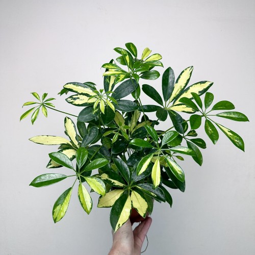 Schefflera Gerda Szeflera P13 #1