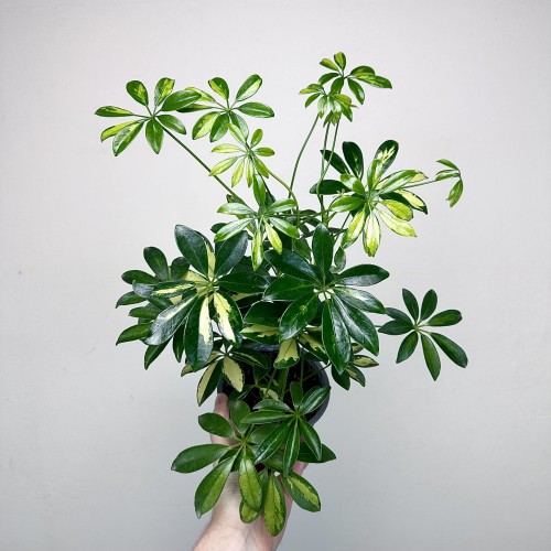 Schefflera Gerda Szeflera P13 #2