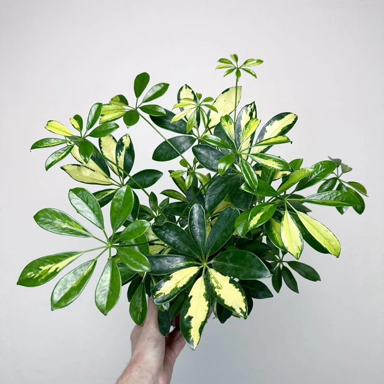 Schefflera Gerda Szeflera P13 #3