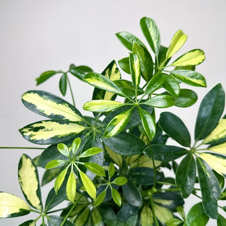 Schefflera Gerda Szeflera P13 #4