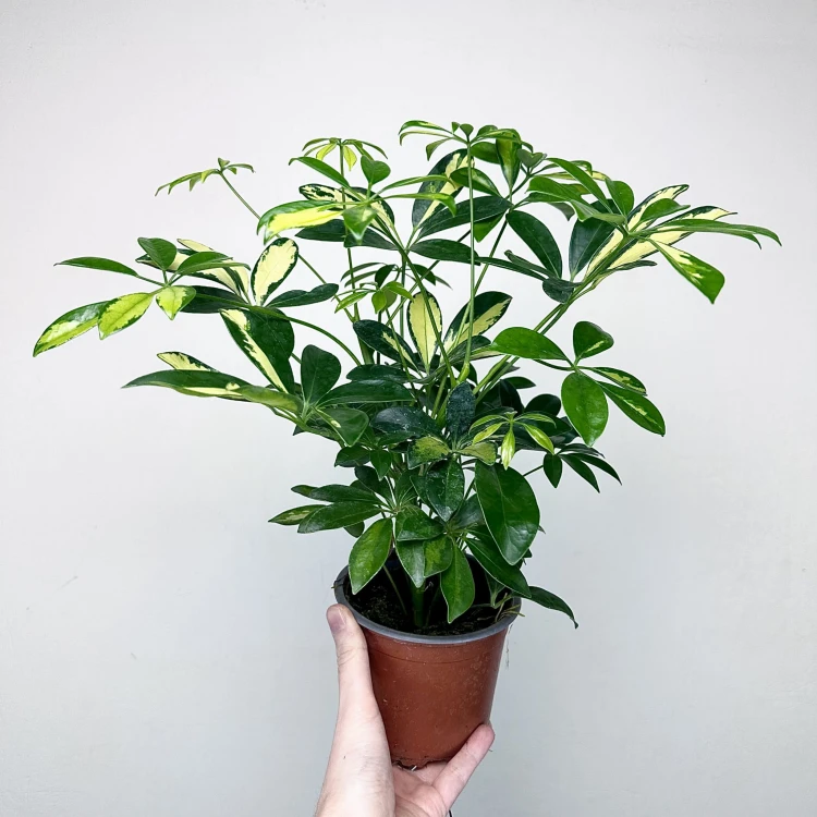Schefflera Gerda Szeflera P13 #5