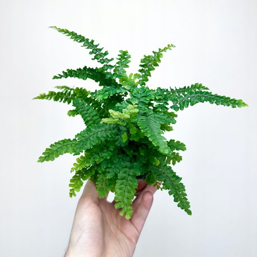 Adiantum Pubescens Paproć P9 #1