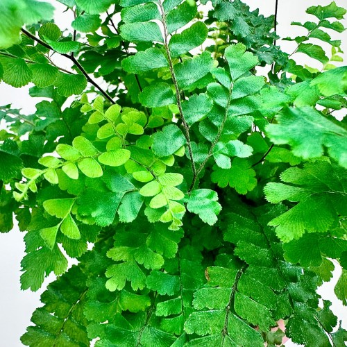 Adiantum Pubescens Paproć P9 #2