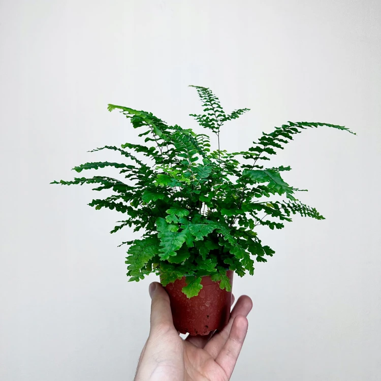 Adiantum Pubescens Paproć P9 #3