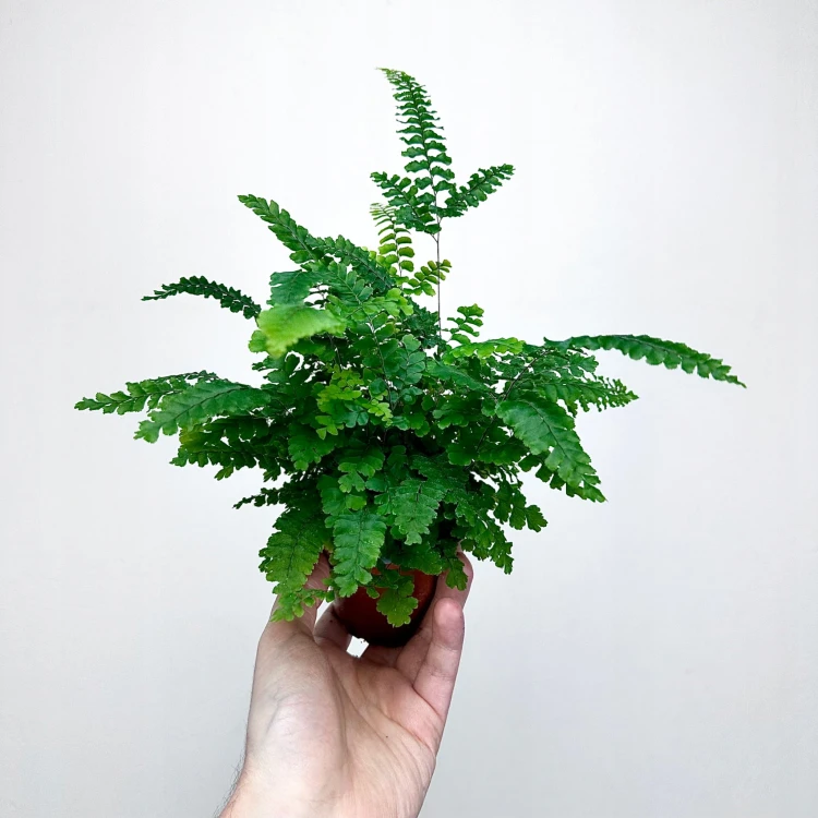 Adiantum Pubescens Paproć P9 #4